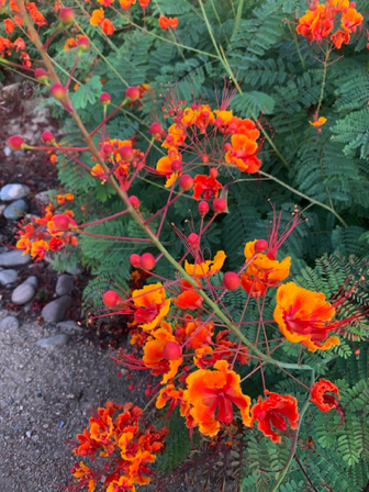 June 28 - Bird of Paradise June 28 - Bird of Paradise